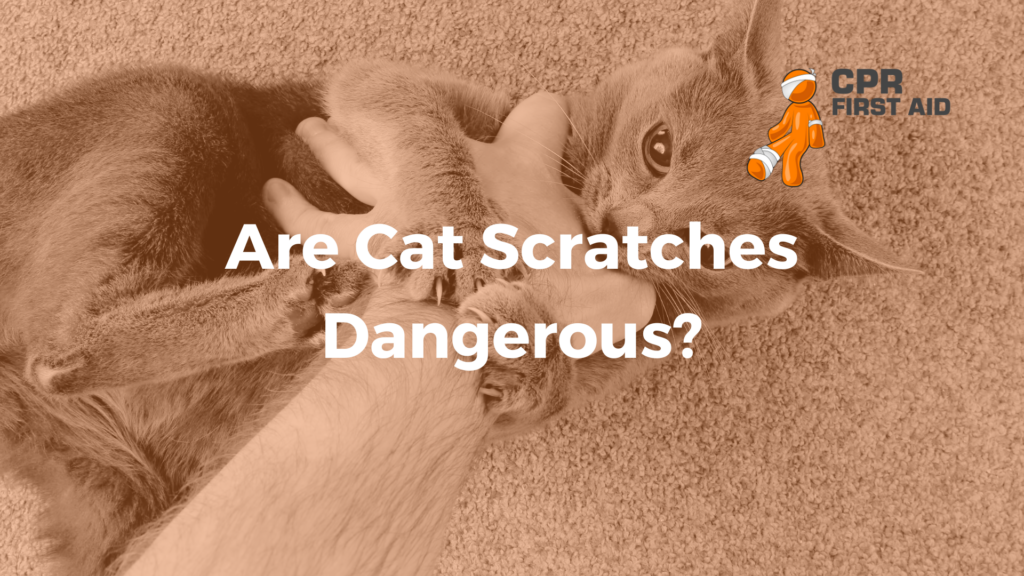 4 Risiko Zoonosis dari Kucing yang Sering Diremehkan, Cakaran hingga Rabies Mengintai
