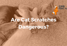 4 Risiko Zoonosis dari Kucing yang Sering Diremehkan, Cakaran hingga Rabies Mengintai