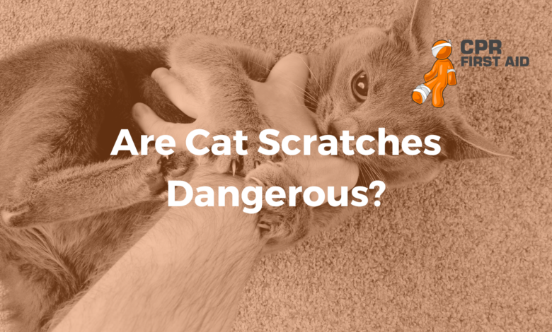 4 Risiko Zoonosis dari Kucing yang Sering Diremehkan, Cakaran hingga Rabies Mengintai