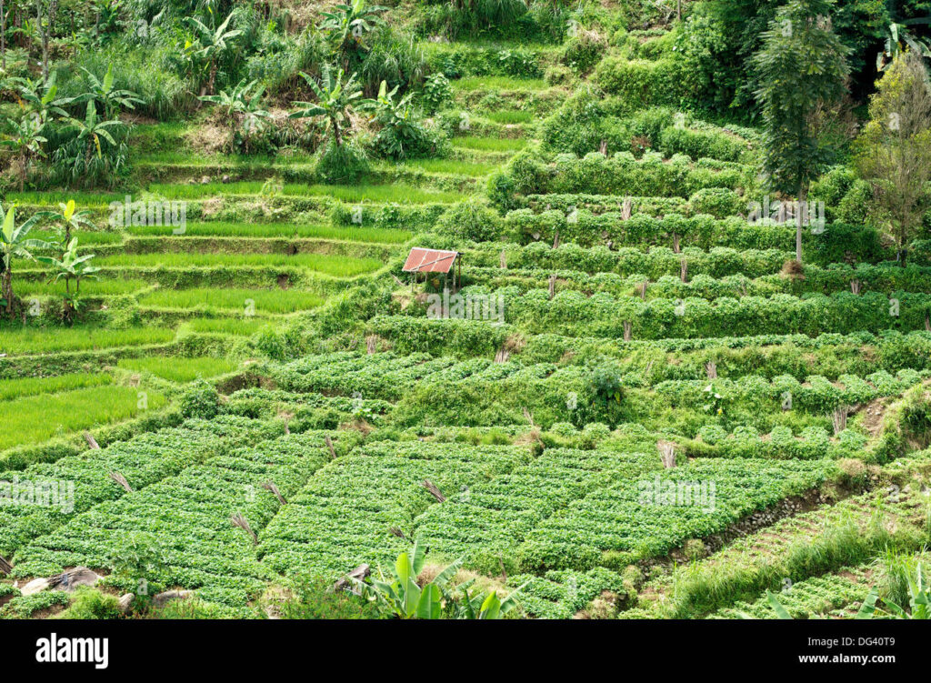8 Sayur Dekat Persawahan yang Cepat Panen, Pilihannya Tak Bikin Repot