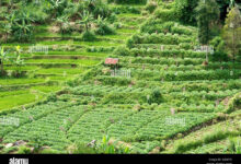 8 Sayur Dekat Persawahan yang Cepat Panen, Pilihannya Tak Bikin Repot