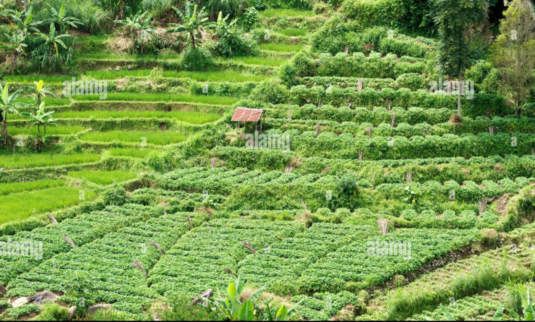 8 Sayur Dekat Persawahan yang Cepat Panen, Pilihannya Tak Bikin Repot