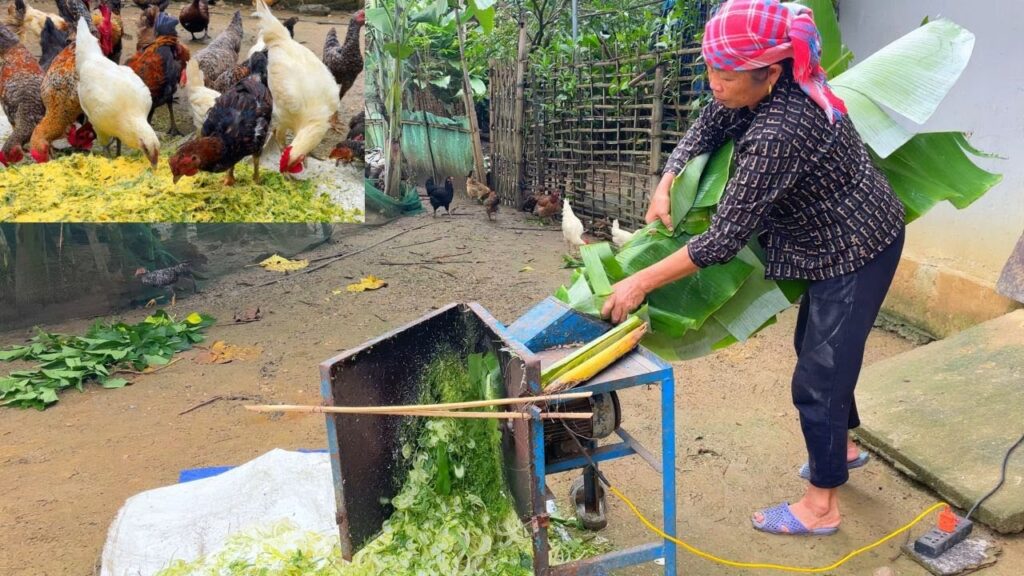 5 Cara Bikin Silase Pakan Ayam Kampung, Modal Murah tapi Nutrisi Tetap Terjaga