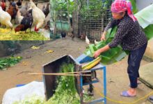 5 Cara Bikin Silase Pakan Ayam Kampung, Modal Murah tapi Nutrisi Tetap Terjaga