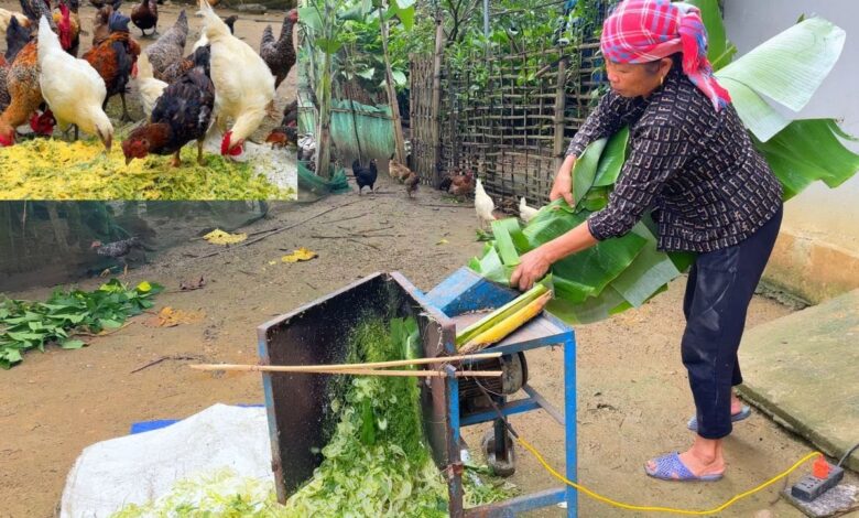 5 Cara Bikin Silase Pakan Ayam Kampung, Modal Murah tapi Nutrisi Tetap Terjaga