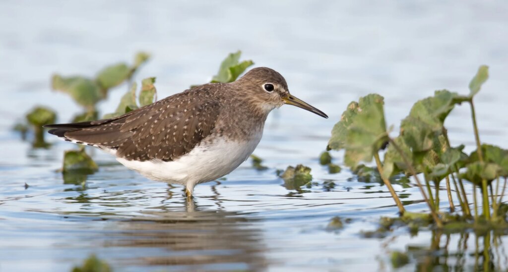 Solitary Sandpiper, Burung Pantai yang Bertelur di Pohon dan Selalu Migrasi Sendiri