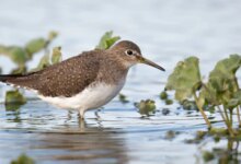 Solitary Sandpiper, Burung Pantai yang Bertelur di Pohon dan Selalu Migrasi Sendiri