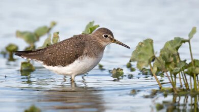 Solitary Sandpiper, Burung Pantai yang Bertelur di Pohon dan Selalu Migrasi Sendiri