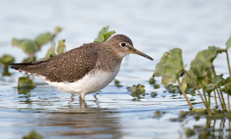 Solitary Sandpiper, Burung Pantai yang Bertelur di Pohon dan Selalu Migrasi Sendiri