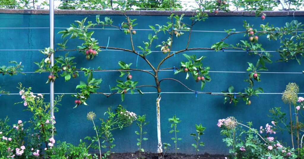 9 Pohon Buah yang Bisa Menutup Halaman, Privasi Terjaga dan Tetap Berbuah