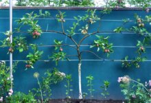 9 Pohon Buah yang Bisa Menutup Halaman, Privasi Terjaga dan Tetap Berbuah