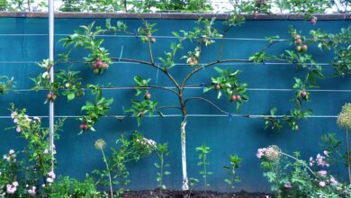 9 Pohon Buah yang Bisa Menutup Halaman, Privasi Terjaga dan Tetap Berbuah