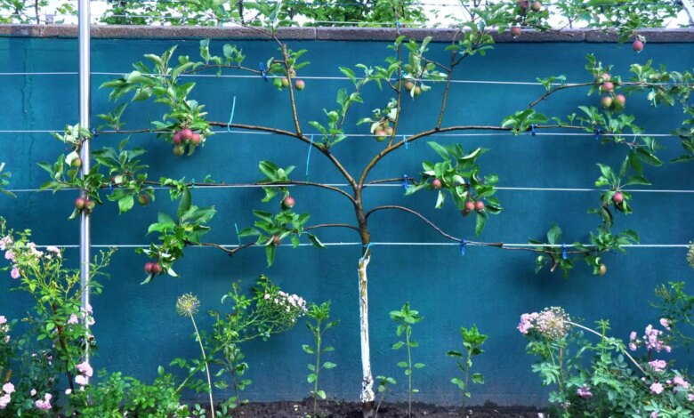 9 Pohon Buah yang Bisa Menutup Halaman, Privasi Terjaga dan Tetap Berbuah