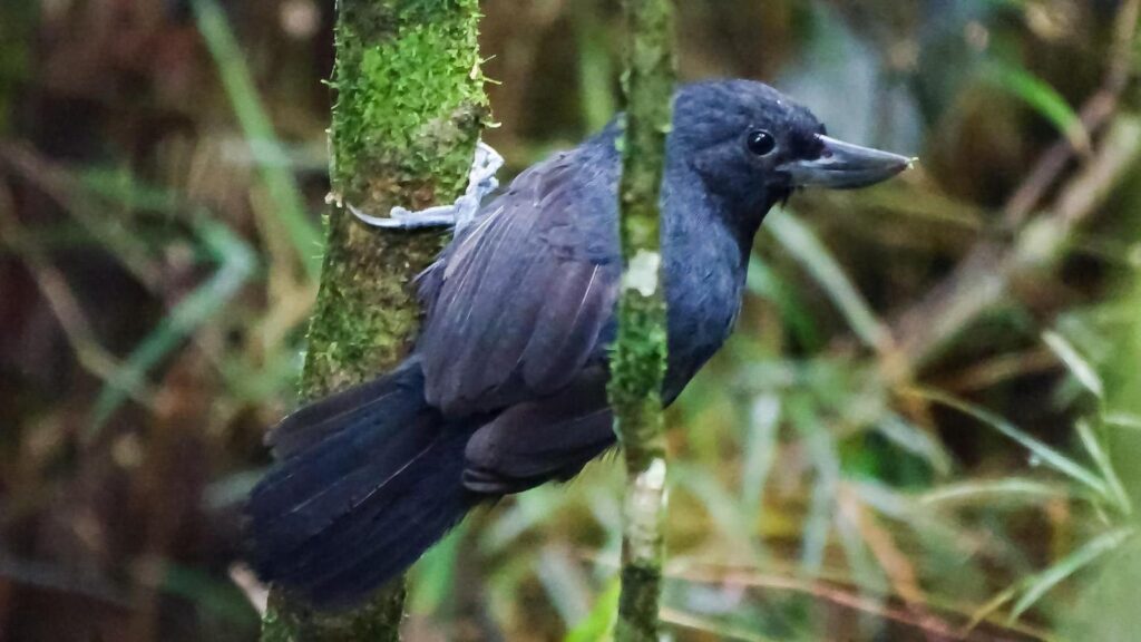 Recurve-Billed Bushbird, Burung Kolombia yang Sempat Hilang 20 Tahun