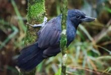 Recurve-Billed Bushbird, Burung Kolombia yang Sempat Hilang 20 Tahun