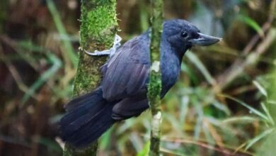 Recurve-Billed Bushbird, Burung Kolombia yang Sempat Hilang 20 Tahun