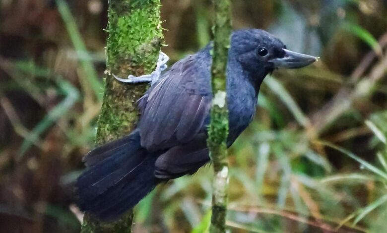 Recurve-Billed Bushbird, Burung Kolombia yang Sempat Hilang 20 Tahun