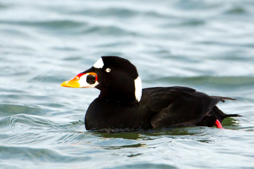 Surf Scoter, Bebek Laut yang Rela Kehilangan Terbang Demi Ganti Bulu