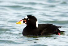 Surf Scoter, Bebek Laut yang Rela Kehilangan Terbang Demi Ganti Bulu