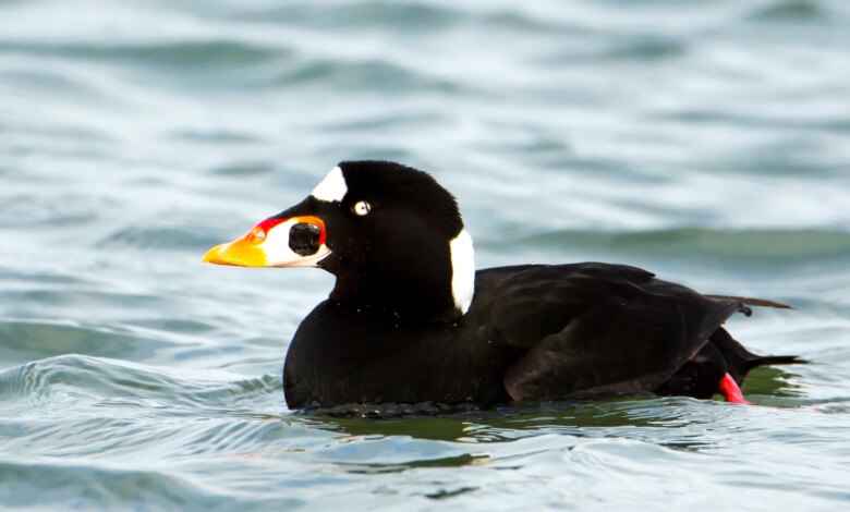 Surf Scoter, Bebek Laut yang Rela Kehilangan Terbang Demi Ganti Bulu