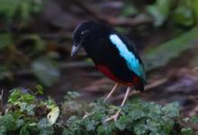 Superb Pitta, Burung Cantik dari Papua Nugini yang Nasibnya Kian Terdesak