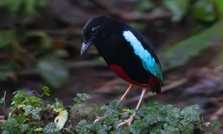 Superb Pitta, Burung Cantik dari Papua Nugini yang Nasibnya Kian Terdesak