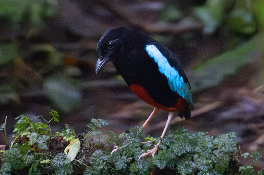 Superb Pitta, Burung Cantik dari Papua Nugini yang Nasibnya Kian Terdesak