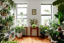 5 Tanaman Indoor Pembawa Keberuntungan, Rumah Terasa Lebih Tenang dan Hidup