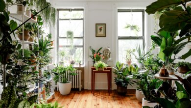 5 Tanaman Indoor Pembawa Keberuntungan, Rumah Terasa Lebih Tenang dan Hidup