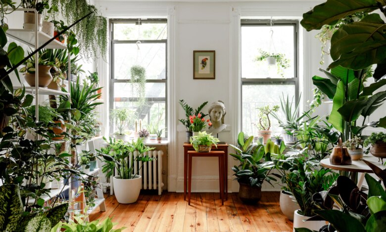 5 Tanaman Indoor Pembawa Keberuntungan, Rumah Terasa Lebih Tenang dan Hidup