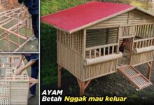 Kandang Ayam Rumahan Bisa Tetap Bau, Masalahnya Sering Ada dari Desain Awal