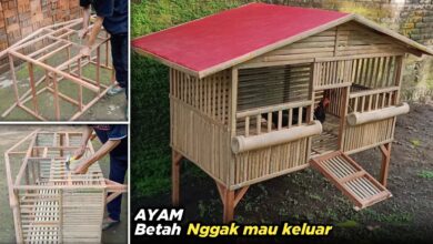 Kandang Ayam Rumahan Bisa Tetap Bau, Masalahnya Sering Ada dari Desain Awal