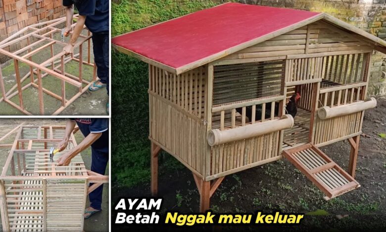 Kandang Ayam Rumahan Bisa Tetap Bau, Masalahnya Sering Ada dari Desain Awal