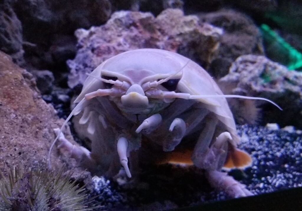 Misteri Isopoda Raksasa Terpecahkan, Hewan Ini Bisa Bertahan 5 Tahun Tanpa Makan