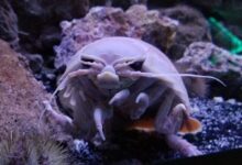 Misteri Isopoda Raksasa Terpecahkan, Hewan Ini Bisa Bertahan 5 Tahun Tanpa Makan