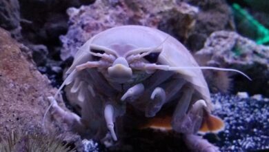 Misteri Isopoda Raksasa Terpecahkan, Hewan Ini Bisa Bertahan 5 Tahun Tanpa Makan