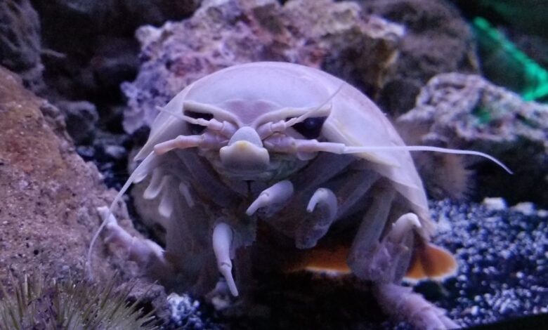 Misteri Isopoda Raksasa Terpecahkan, Hewan Ini Bisa Bertahan 5 Tahun Tanpa Makan