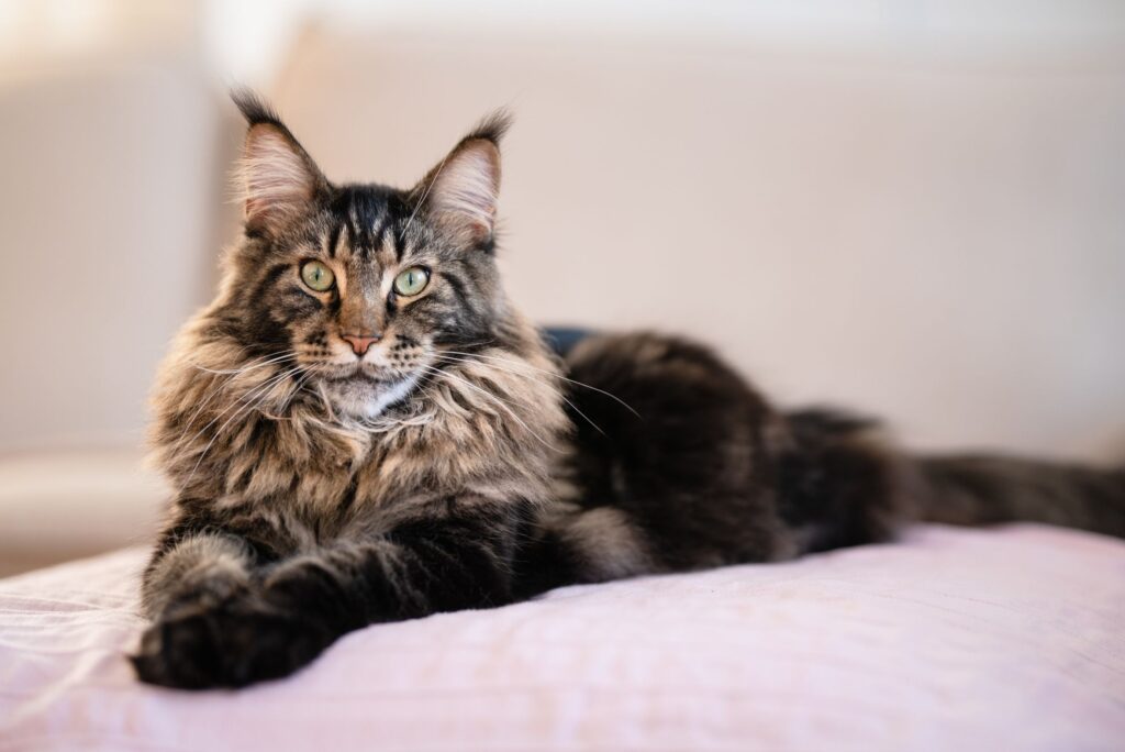 Maine Coon Ternyata Bukan Cuma Besar, Ada Risiko Genetik yang Sering Luput