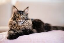 Maine Coon Ternyata Bukan Cuma Besar, Ada Risiko Genetik yang Sering Luput