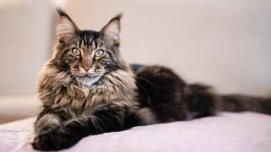 Maine Coon Ternyata Bukan Cuma Besar, Ada Risiko Genetik yang Sering Luput