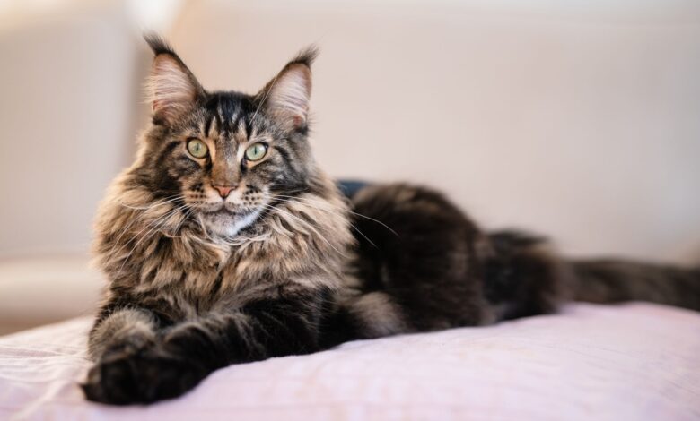 Maine Coon Ternyata Bukan Cuma Besar, Ada Risiko Genetik yang Sering Luput