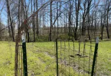 7 Ternak Mini Ini Bisa Menyatu dengan Kebun Vertikal, Lahan Sempit Tetap Panen Ganda