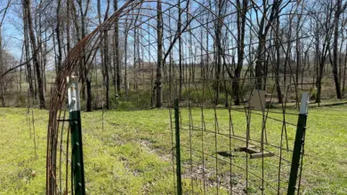 7 Ternak Mini Ini Bisa Menyatu dengan Kebun Vertikal, Lahan Sempit Tetap Panen Ganda