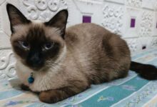 6 Fakta Kucing Siam, Bulu yang Bisa Berubah Warna Saat Suhu Turun