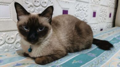 6 Fakta Kucing Siam, Bulu yang Bisa Berubah Warna Saat Suhu Turun