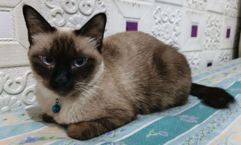 6 Fakta Kucing Siam, Bulu yang Bisa Berubah Warna Saat Suhu Turun