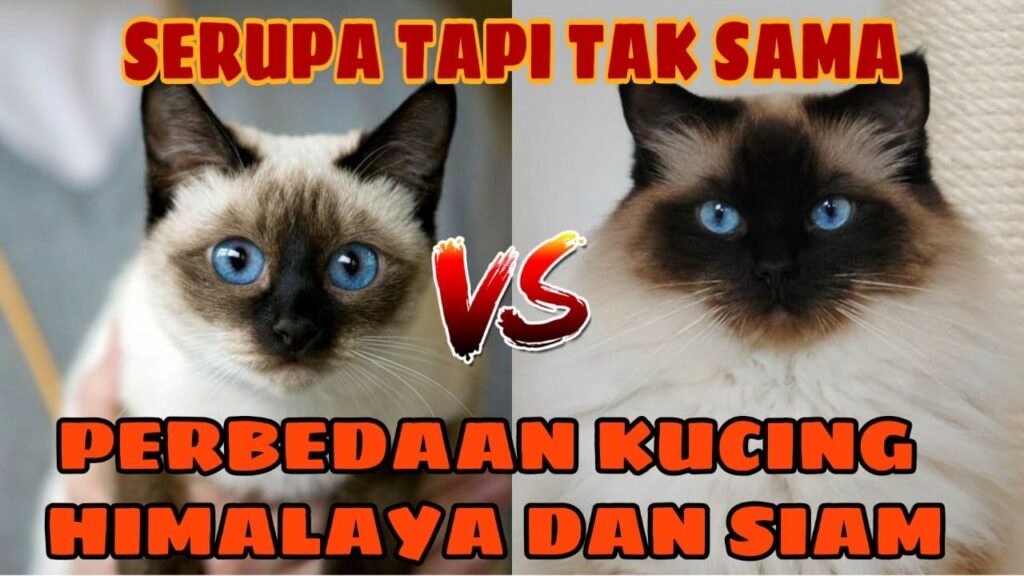 4 Perbedaan Kucing Siam dan Himalaya, Dari Bentuk Tubuh sampai Perawatan