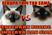 4 Perbedaan Kucing Siam dan Himalaya, Dari Bentuk Tubuh sampai Perawatan
