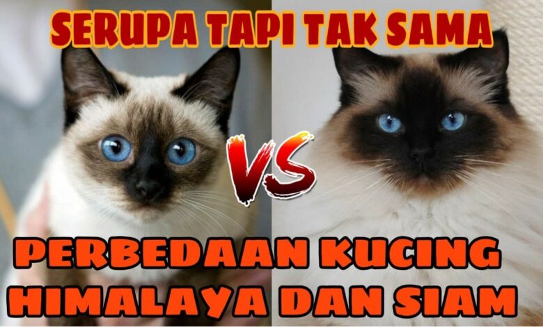 4 Perbedaan Kucing Siam dan Himalaya, Dari Bentuk Tubuh sampai Perawatan