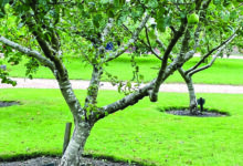 9 Pohon Buah yang Aman Dekat Sumur, Akar Lebih Terkendali dan Tetap Produktif